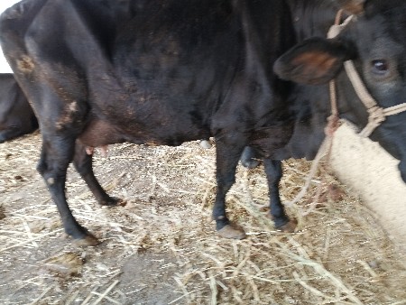 ગાય વેચવાની છે