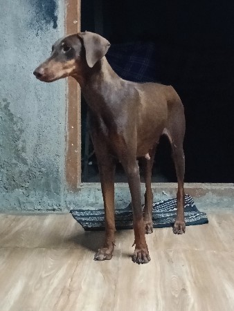 best quality American Doberman