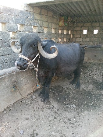bhes     vechavani  che