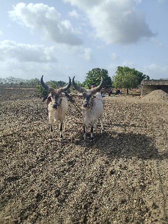 આ ઘોઢલા વેચવા ના છે