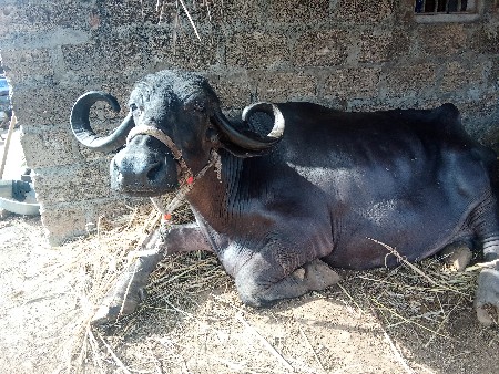 ભેંસ વેચવાની છે