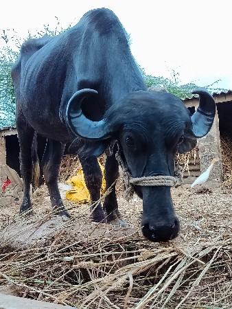 વેચવાની છે ‌ખડેલી