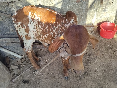 ગાય વેચવા ની છે