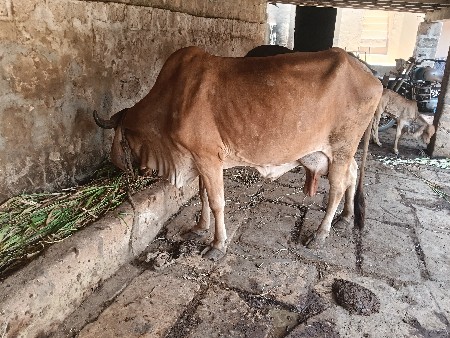 ગાયવેશવાનીછે