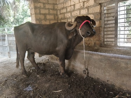 ગાભણ ભેંસ વેચવાની છે