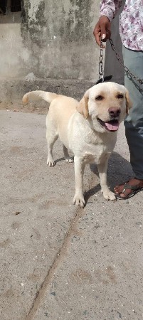 લેબરા વેચવાની છે