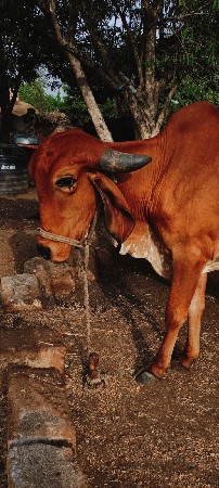 ગાય વેચવાની ફીમાં દેવાની છે