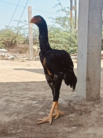 પચ મહિના નો પટ્ટો વેચવાનો છે હજી ક