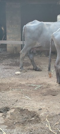 ભેંસ વેશવાની સે