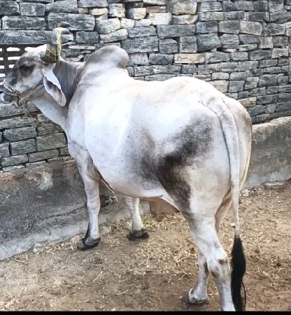 બરદ વેસવા નો છે