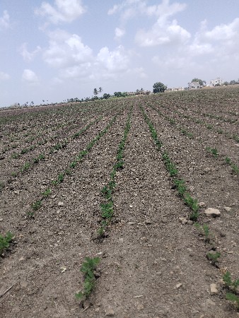 જમીન ભાગમાં આપવાની છે