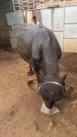 આભેશવેશવાનિછે
