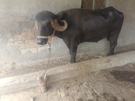 પાડૉ વેશવાનોશે