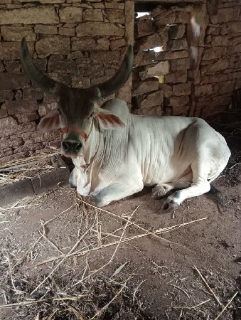 ગાય વેચવાની છે