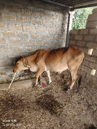 વાસડી દેવાની સે સાવ સોજી