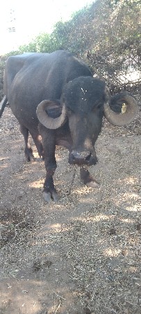 બીજુવેતાર