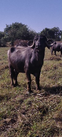 3જુ વેતર 15 ડી કાચી