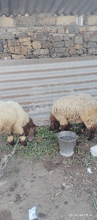 ઘેટાં વેચવાના છે