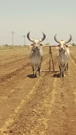 બળદ વેચવાના સે