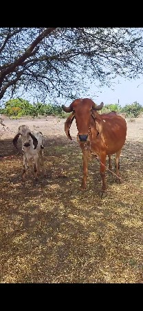 ગીર ગાય વેસવા ની સે