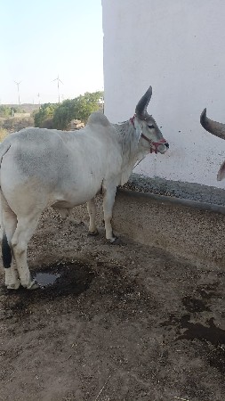 ઘોધલા વેચવા ના છે.