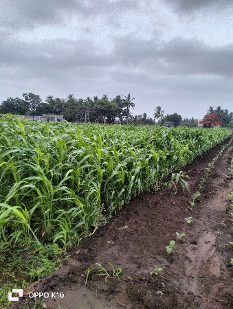 જુવાર નો ચારો વેચવા નો છે