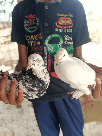 કબૂતર