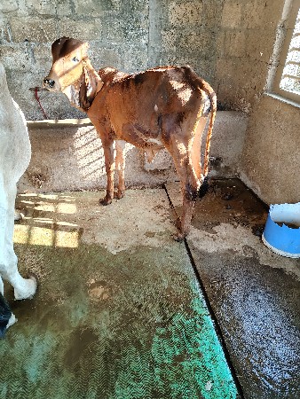 ગીરવાસડી મફત દેવાની છે