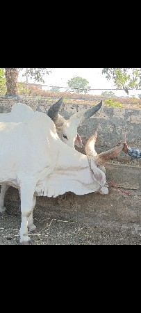 બળદ