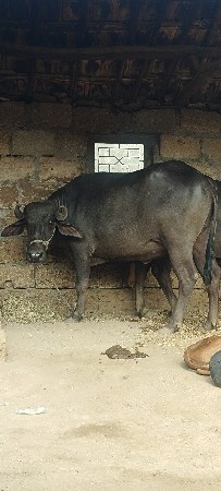 પેલું વેધર