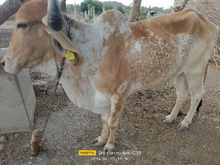 વાશડી મફત દેવાની છે થાતી નથી