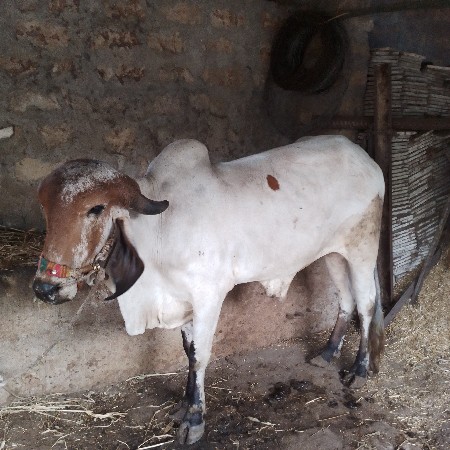 બળદ વેશવાના છે
