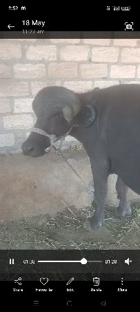 3 વર્ષ નું ખડેલું છે.