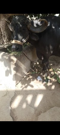 ભેંસ વેચવાની છે