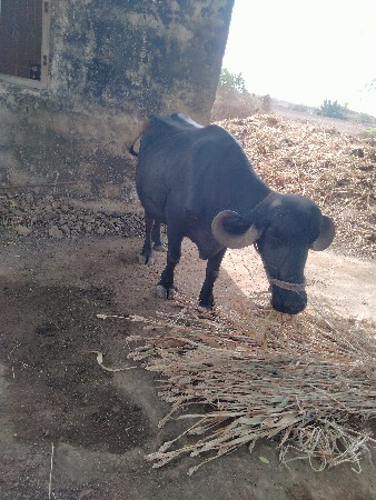 ખરેલી વેચવાની છે