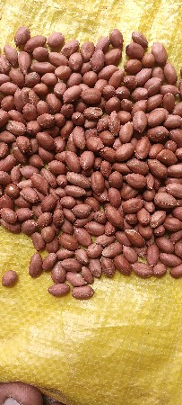 ગિરનાર-૪ બિયારણ