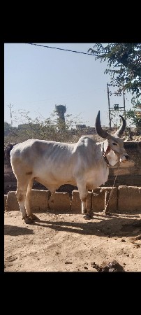 વેચવાનો છે