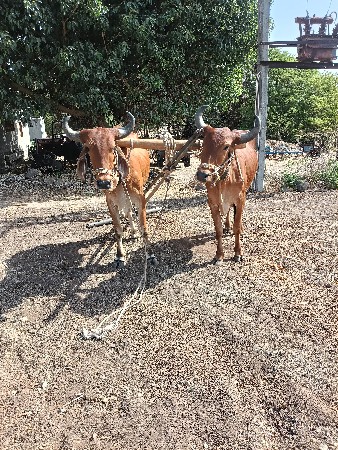 જેશા ભાઈબારૈયા