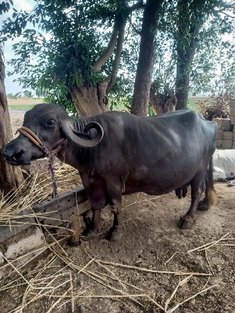 ભેંશ વેચવાની છે