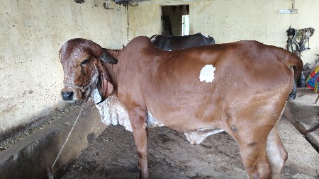 વોડકી વેચવાની છે અઢી વર્ષની