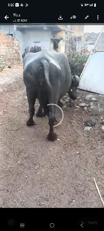 આ ભેસ વેચવાનીસે