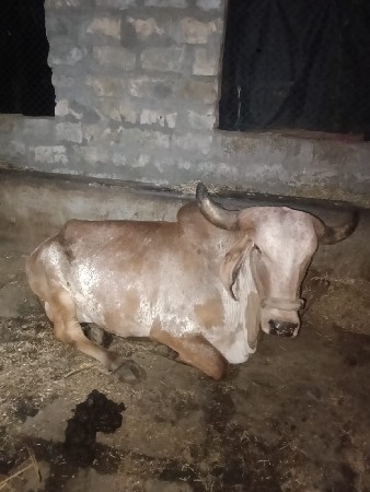 ગીર ગાય વેચવાની છે