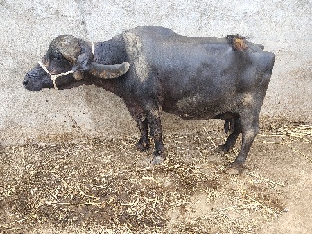 ભેંસ