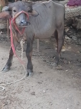 પાડી વેચવાની છે
