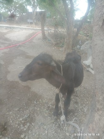 પાડો વેચવાનો છે
