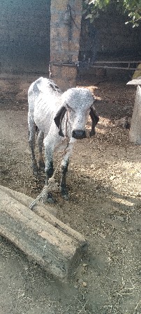 ગિરવાસડોદેવાનોછે