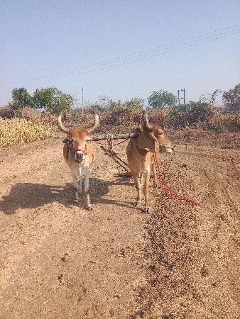 બળદ  ત્રીજી ધરના