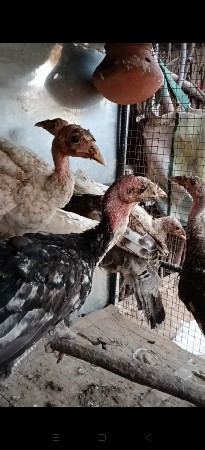આઠ ચાર જોડી તરકી