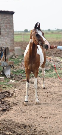 લાલ બાવરી વેચવાની છે