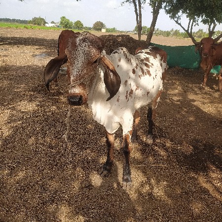 વાછડી વેચવાની છે